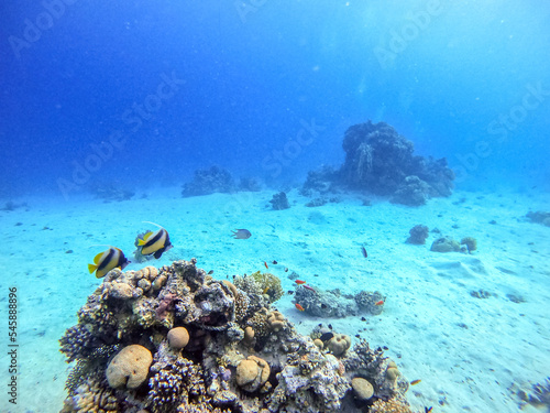 Red Sea bannerfish (Heniochus intermedius) at coral reef..