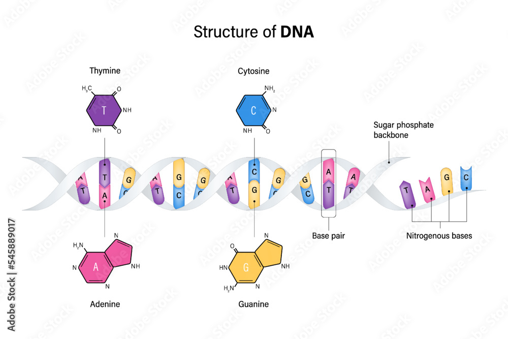 Structure of DNA. Deoxyribonucleic acids. Nitrogenous base and Sugar ...