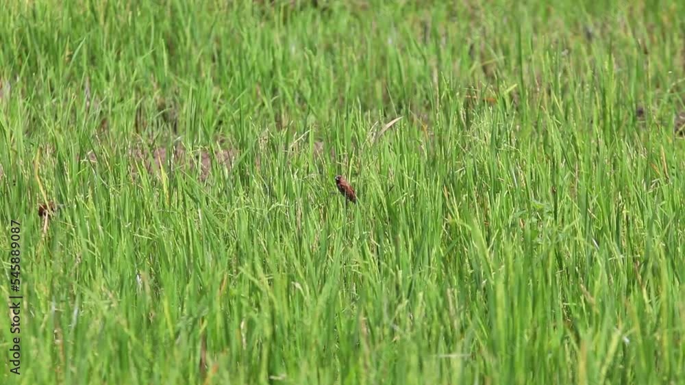 Bondol jawa, pipit bondol, piit bondol, emprit bondol, Lonchura leucogastroides, Javan Munia Bondol jawa, pipit bondol, piit bondol, emprit bondol, Lonchura leucogastroides, Javan Munia