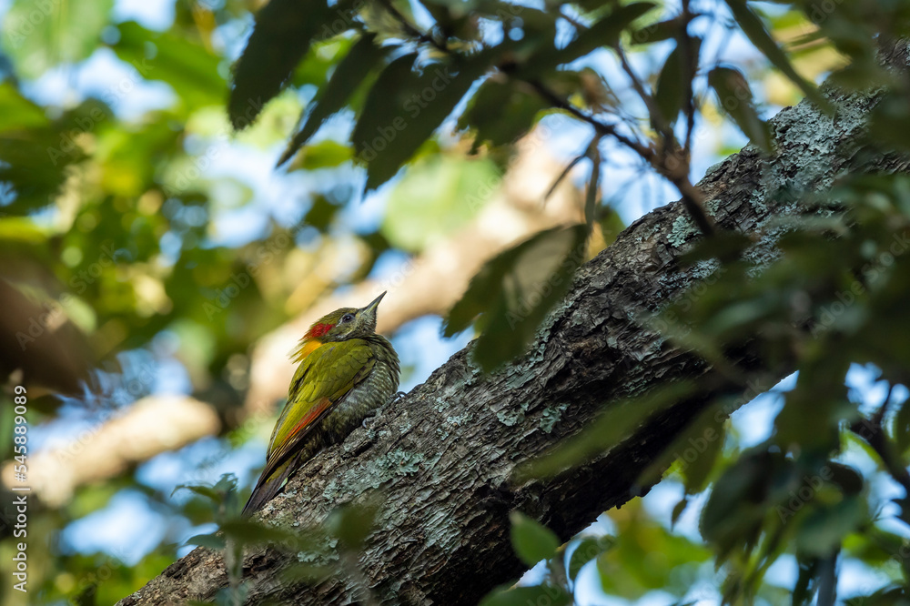 Lesser yellownape or Picus chlorolophus woodpecker bird perched on branch at foothills of himalaya forest uttarakhand india asia Lesser yellownape or Picus chlorolophus woodpecker bird perched on branch at foothills of himalaya forest uttarakhand india asia