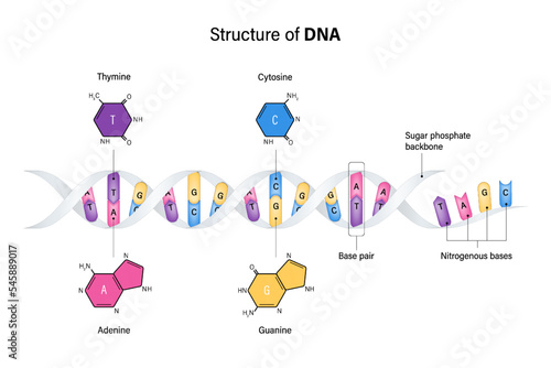 Structure of DNA. Deoxyribonucleic acids. Nitrogenous base and Sugar phosphate backbone. Thymine, Adenine, Cytosine, Guanine. Vector for genetic studies.
