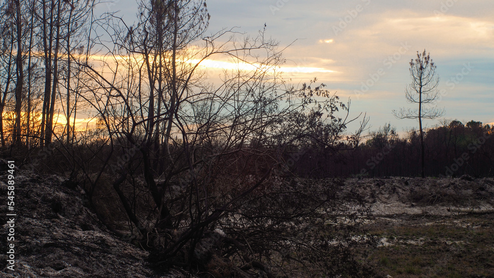 Forêt de pins calcinée après le passage des méga-feux de l'été 2022, à proximité de Belin-Beliet, en Gironde