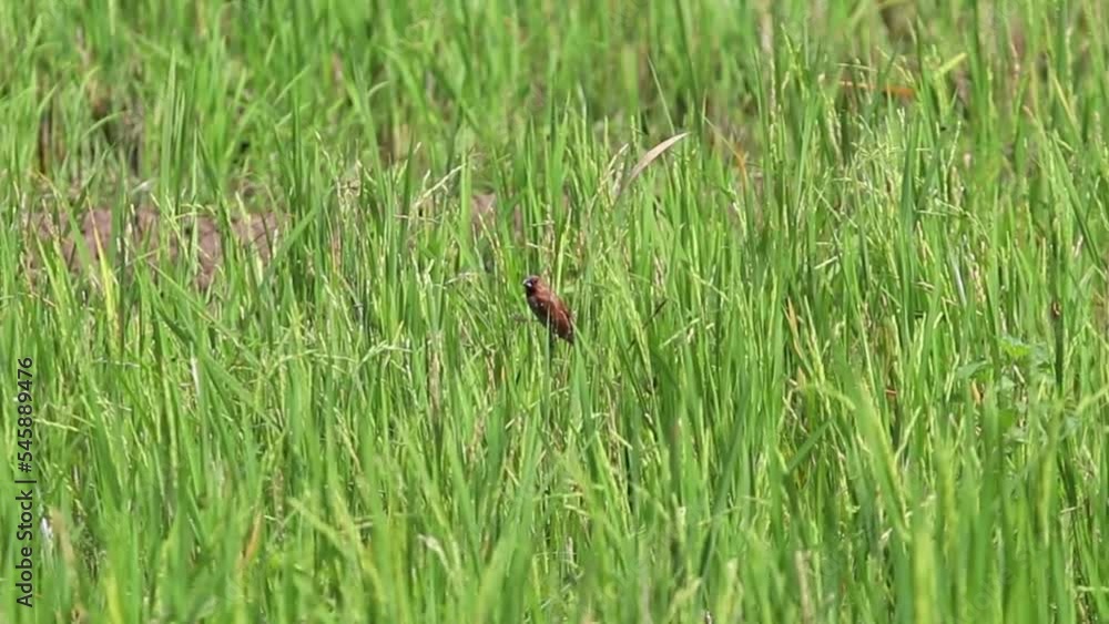 Bondol jawa, pipit bondol, piit bondol, emprit bondol, Lonchura leucogastroides, Javan Munia Bondol jawa, pipit bondol, piit bondol, emprit bondol, Lonchura leucogastroides, Javan Munia