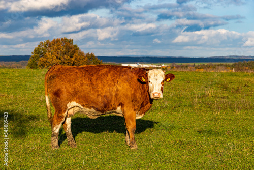 Red cow on pasture in countryside in autumn.