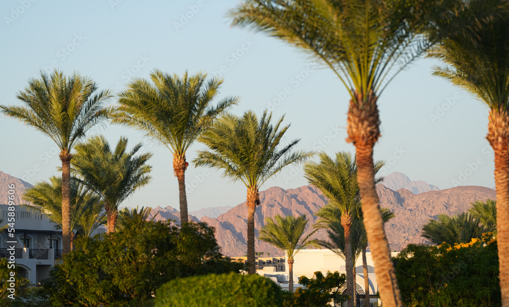 Landscape from Egypt with palm trees in foreground against dry rocky mountains in background. View from Sharm el Sheikh during a sunny morning. Landscape from Egypt with palm trees in foreground against dry rocky mountains in background. View from Sharm el Sheikh during a sunny morning.