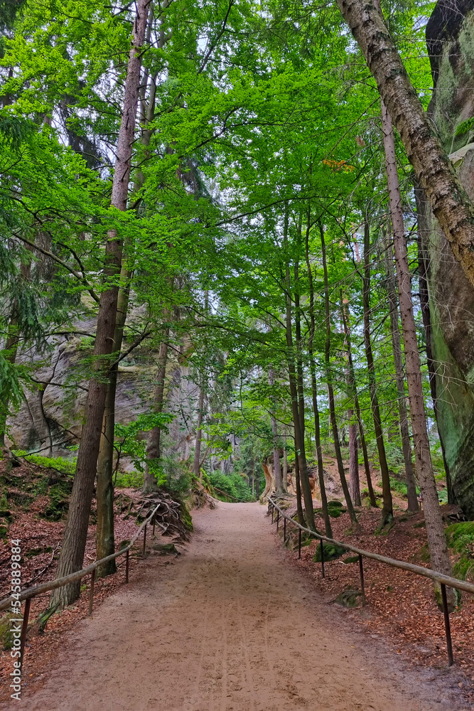 View of a beautiful hiking trail in the forest. View of a beautiful hiking trail in the forest.