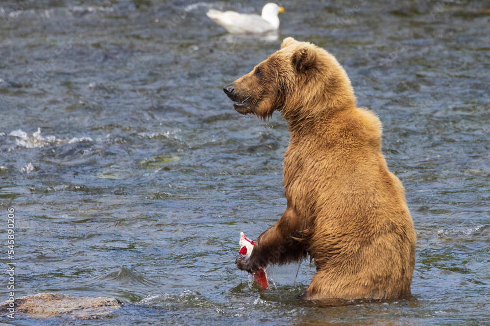 Wild coastal brown bear catching fish in the river by Brooks Falls in Katmai National Park (Alaska). Wild coastal brown bear catching fish in the river by Brooks Falls in Katmai National Park (Alaska).