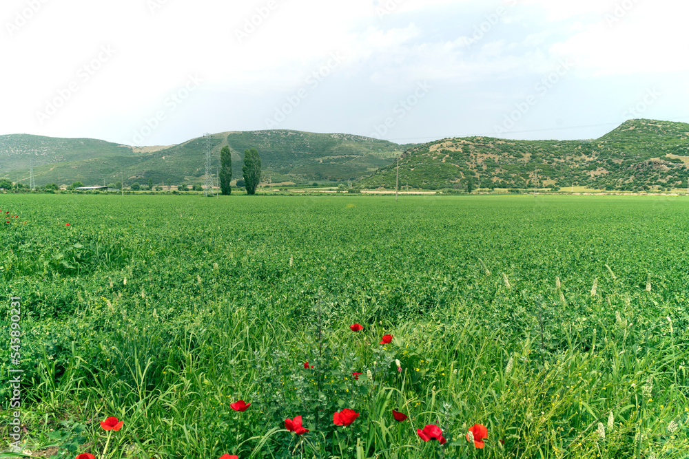 Organic Green Pea Field with Some Red Poppeis
