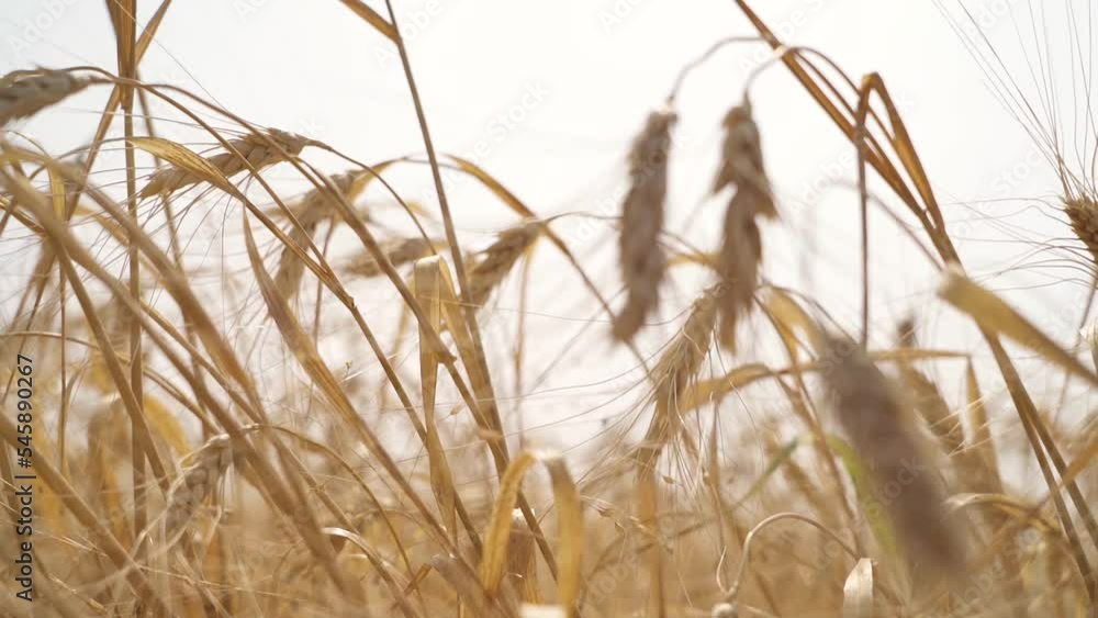 Wheat field. Ponarama, focus translation Wheat field. Ponarama, focus translation