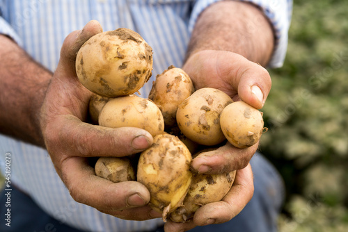 Old Farmer is Holding and Showing Freshly Harvested Potatoes