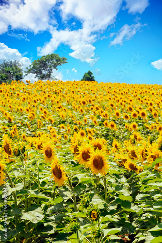 Sunflower Field with Clouds Under Blue Sky