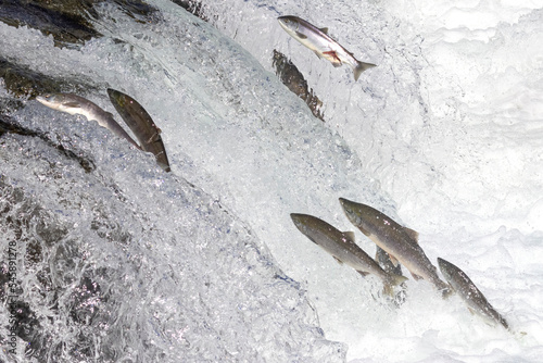 Wild salmon swimming upstream at Brooks Falls in Katmai National Park (Alaska). photo