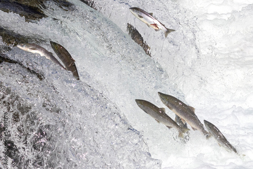 Wild salmon swimming upstream at Brooks Falls in Katmai National Park (Alaska).