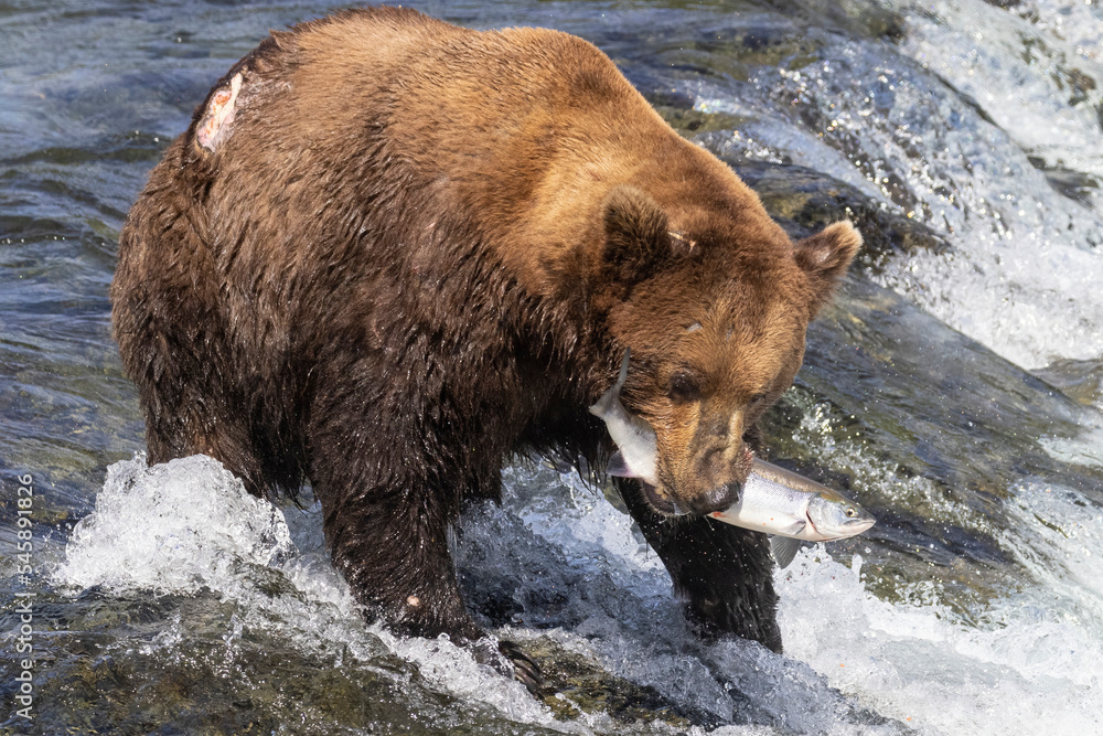 Wild coastal brown bear catching fish in the river by Brooks Falls in Katmai National Park (Alaska). Wild coastal brown bear catching fish in the river by Brooks Falls in Katmai National Park (Alaska).