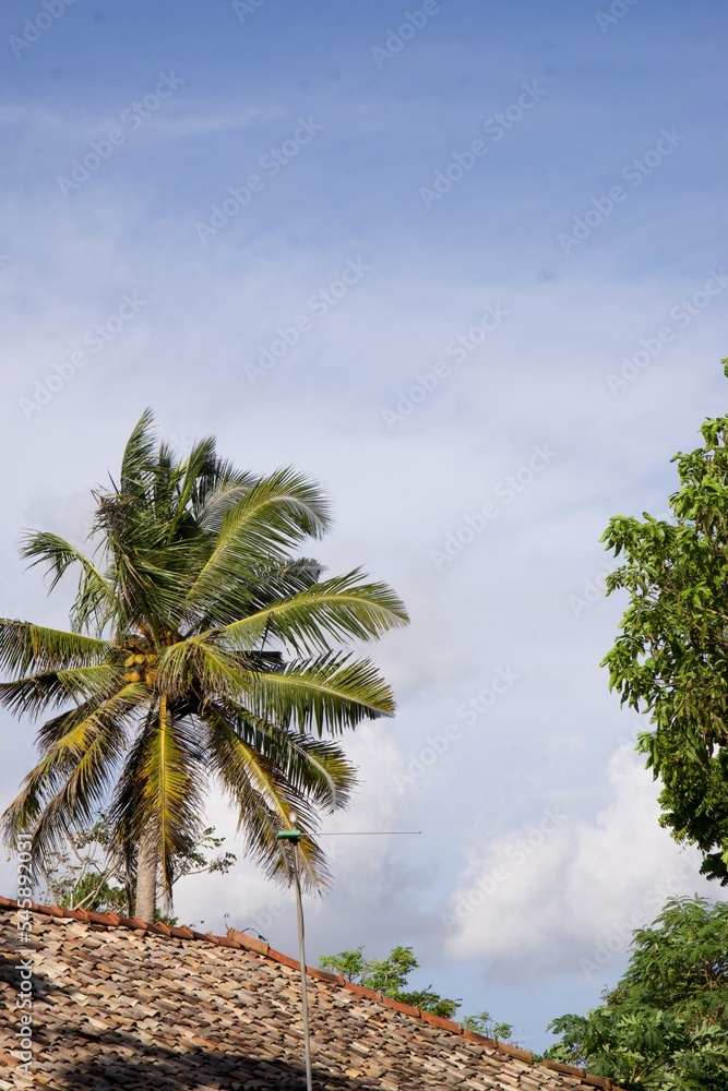 Original Sri Lanka with its cultural code and identity. Traffic, national and religious customs, buildings and nature. palm trees and ocean. beach on the island. Original Sri Lanka with its cultural code and identity. Traffic, national and religious customs, buildings and nature. palm trees and ocean. beach on the island.