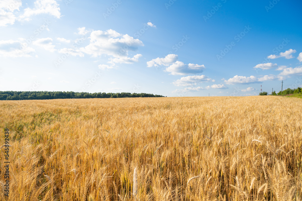 Wheat field in golden light