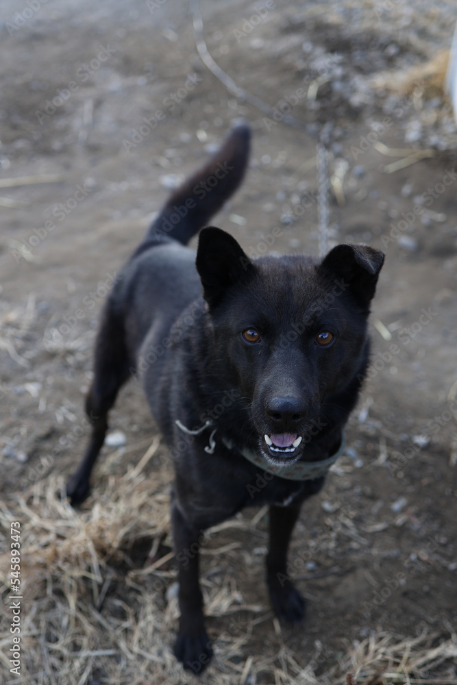 Mongrel on the chain. Shaggy dog, the dog guards the house. Mongrel on the chain. Shaggy dog, the dog guards the house.