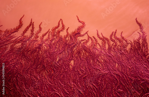 Red algae in the turbid water. Beautiful natural red background. photo