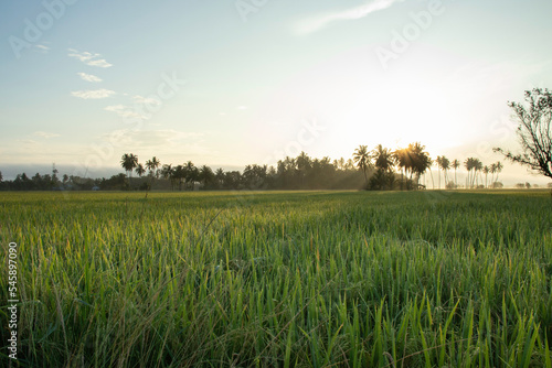 The sun rises in the morning and the rice fields are yellowing in the province of Aceh  Indonesia.