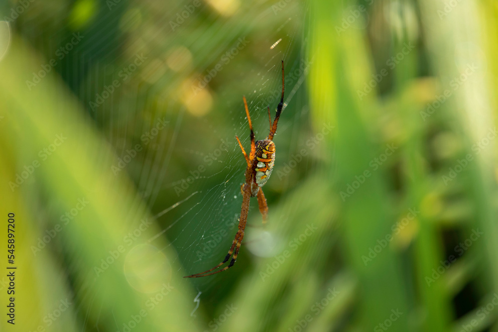 Spider in the nest