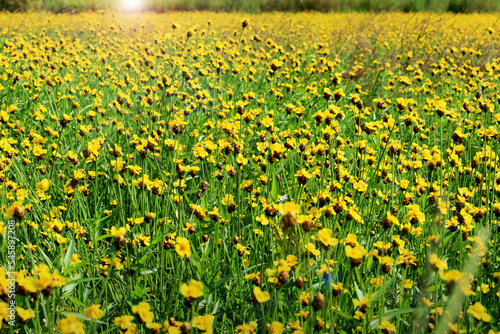 xyridaceae yellow flowers in a meadow. photo