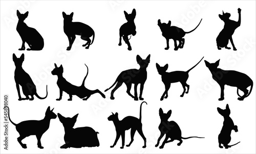 Sphynx Cat