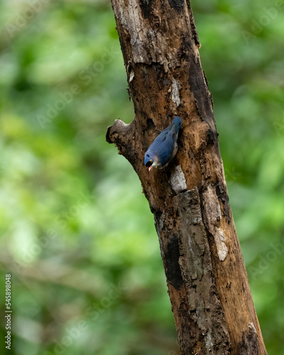 Velvet-fronted nuthatch perched on a tree trunk