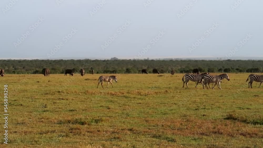 Static shot of family of wild zebras walking in open wide African plain with buffaloes behind Static shot of family of wild zebras walking in open wide African plain with buffaloes behind