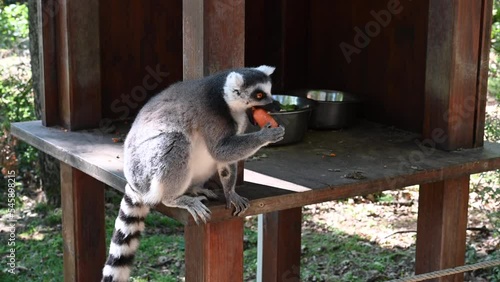 a lemur walks on the edge of a wooden shelter to eat a carrott, zoo observation photo