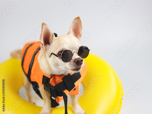 cute brown short hair chihuahua dog wearing sunglasses and  orange life jacket or life vest standing in yellow  swimming ring, isolated on white background.