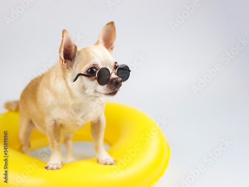happy  brown short hair chihuahua dog wearing sunglasses, standing in yellow swimming ring, isolated on white background, looking at copy space.