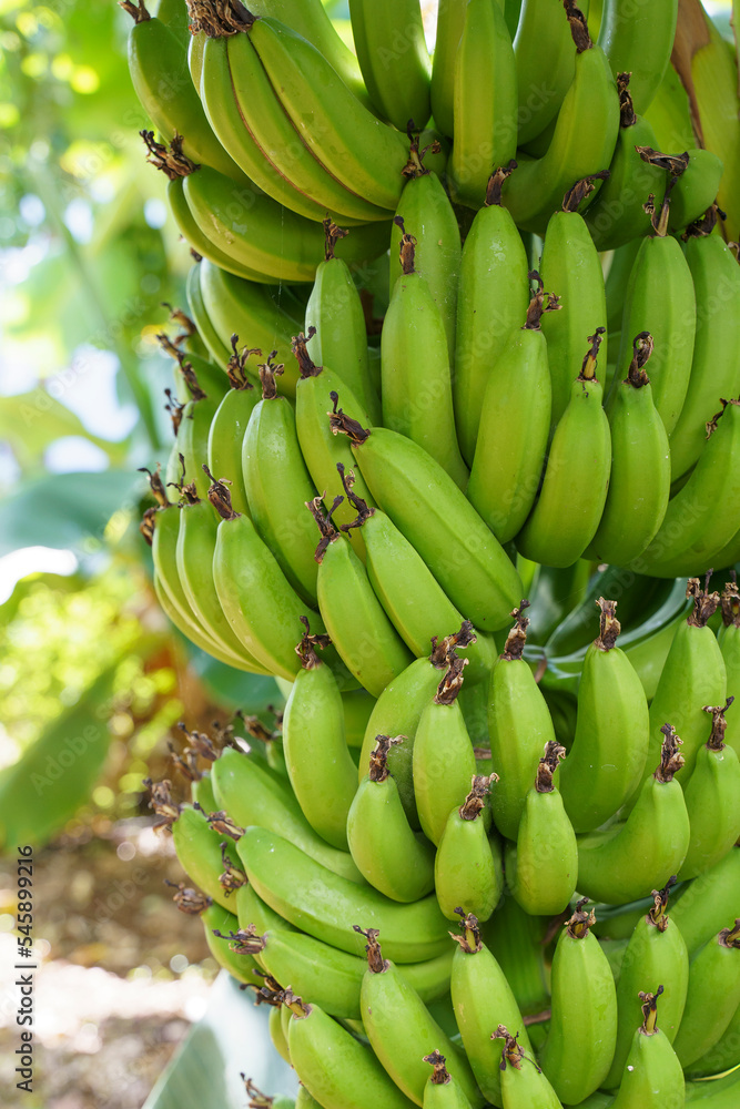 Branch of bananas on a palm tree. Fresh green bananas fruit growing on tropical farm during harvest time in Asia or South America. Raw food, agriculture, farming concept