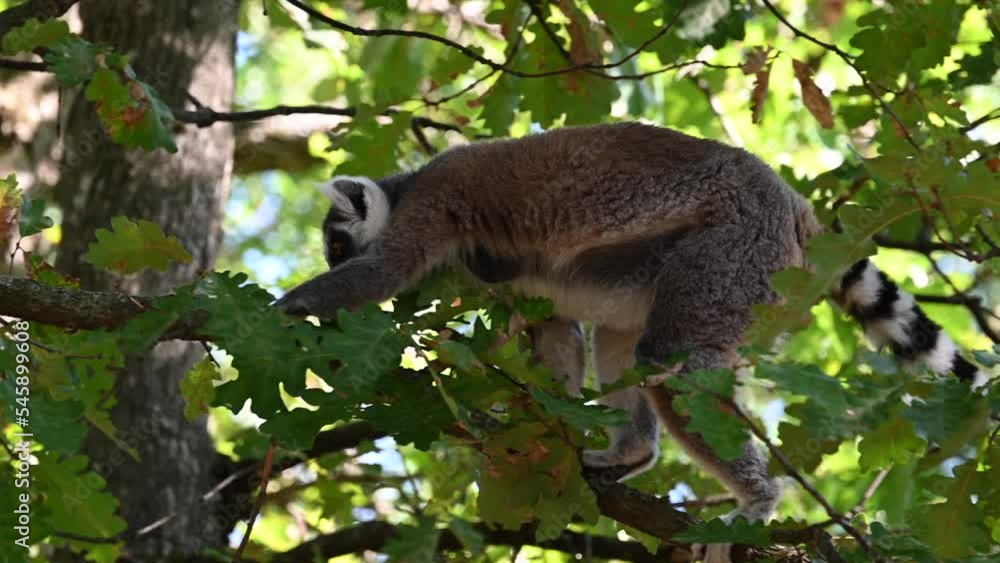 close-up, a lemur moves through a forest in the branches of trees, zoo animal close-up, a lemur moves through a forest in the branches of trees, zoo animal