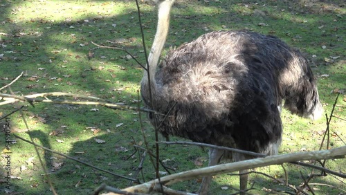 Darwin's rhea, Rhea pennata also known as the lesser rhea. photo