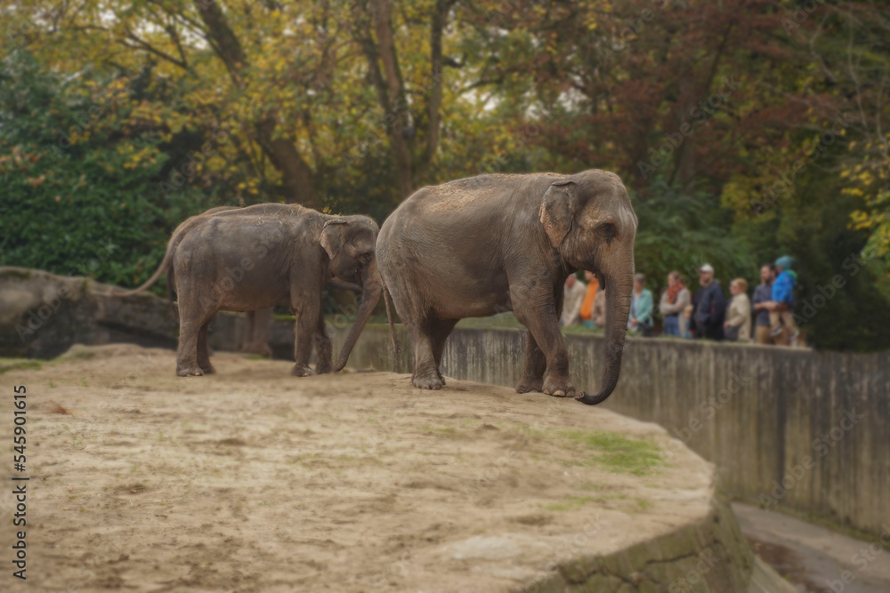 Fototapeta premium Two elephants in a zoo without a fence stand in front of visitors. Cute huge animals. Protection and conservation of rare species of elephants