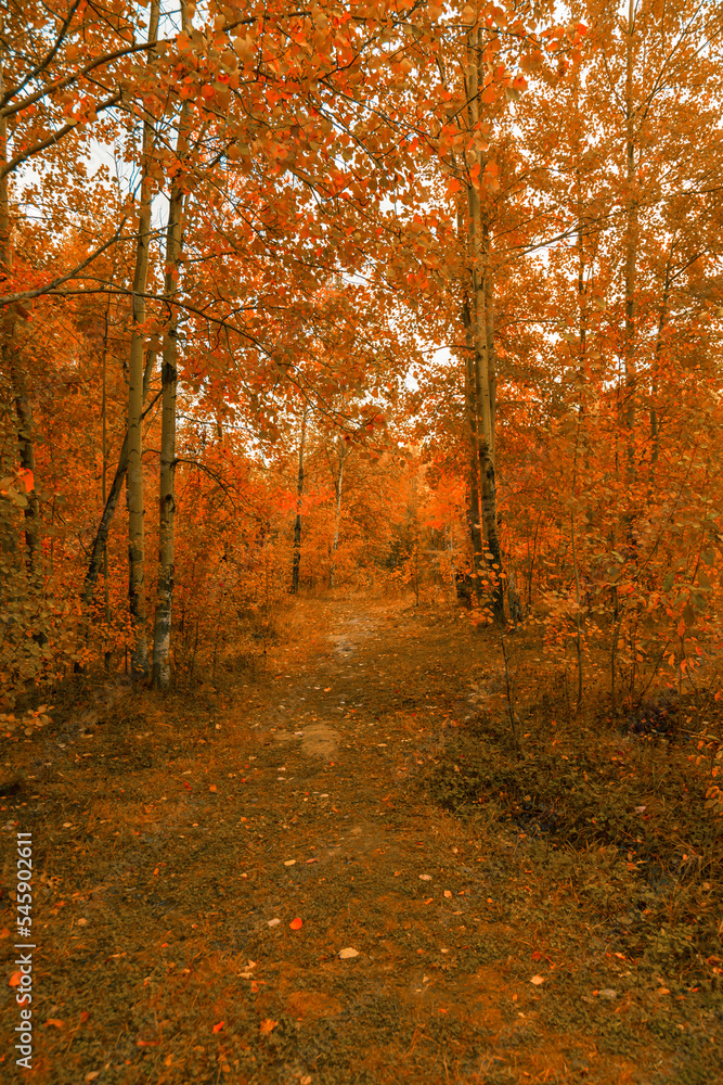 Fototapeta premium Path in the deciduous forest in autumn