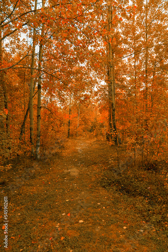 Path in the deciduous forest in autumn