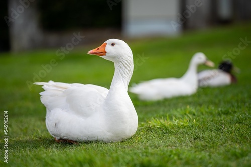 beautiful white goose in park on a lake in spring