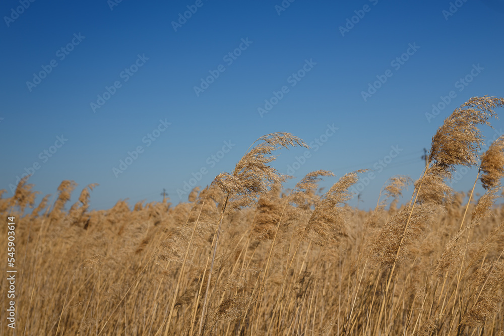 beautiful beige brown reeds on clear blue sky background, wetlands plant life and nature