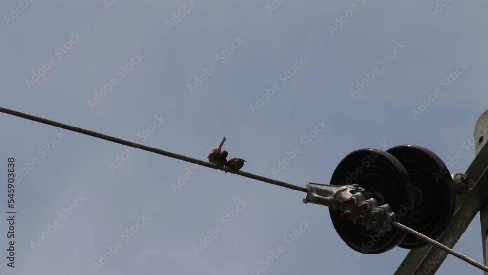 Bondol jawa, pipit bondol, piit bondol, emprit bondol, Lonchura leucogastroides, Javan Munia Bondol jawa, pipit bondol, piit bondol, emprit bondol, Lonchura leucogastroides, Javan Munia
