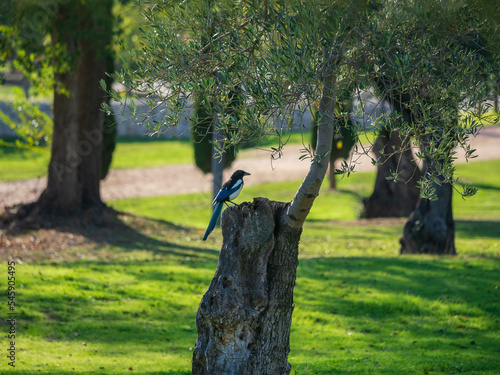Urraca  eurasian magpie  posada sobre el tronco del arbol 