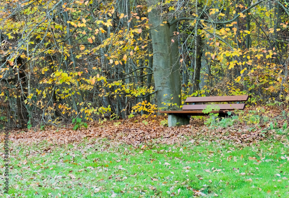 wooden bench in the park