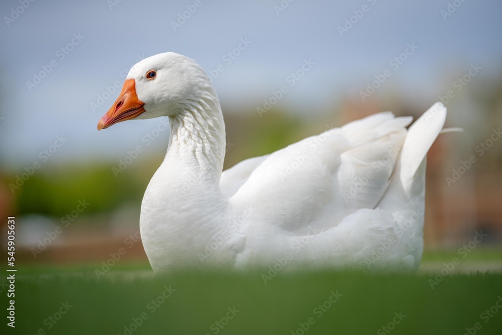 ducks and goose grazing on grass in a park in canada, in summer ducks and goose grazing on grass in a park in canada, in summer