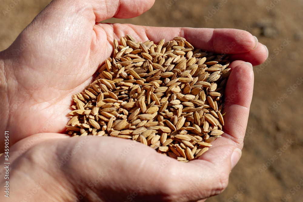 Closeup of hands holding rice grain. Industrial agriculture and farming. Tagus Estuary Natural Reserve. Native Rice of Portugal.
Closeup of hands holding rice grain. Industrial agriculture and farming. Tagus Estuary Natural Reserve. Native Rice of Portugal.
