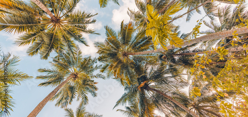 Summer beach background palm trees against blue sky banner panorama, travel destination. Tropical beach background with palm trees silhouette at sunset. Vintage effect. Meditation peaceful nature view