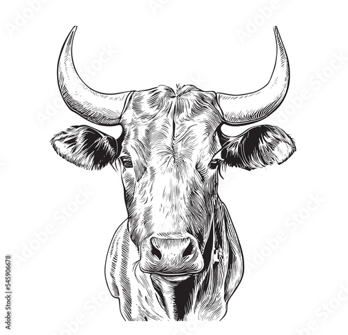 Cow head sketch hand drawn engraving style Vector illustration