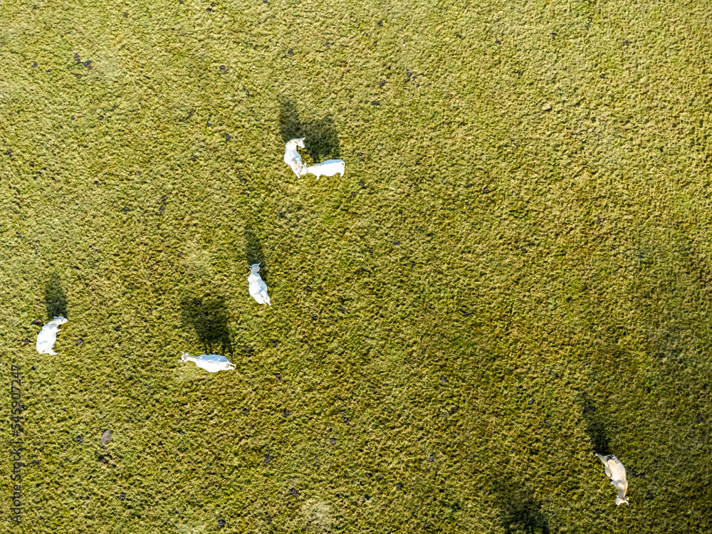 Aerial photo with drone of dairy white cows on a meadow in Poland