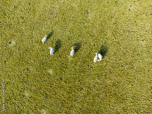 Obraz na płótnie Aerial photo with drone of dairy white cows on a meadow in Poland w salonie
