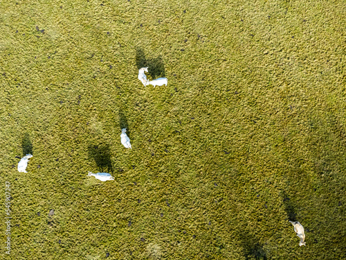 Obraz na płótnie Aerial photo with drone of dairy white cows on a meadow in Poland w salonie