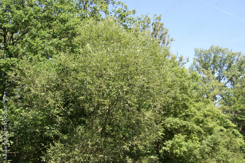 Fototapeta premium 545907831 Silberweide im Auenwald